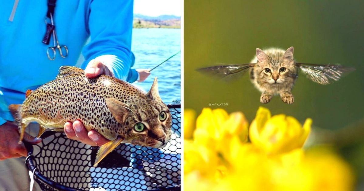 27 fenomenalnych fotomontaży z kotami w roli głównej. Koto-jeże i koto-pszczółki istnieją!
