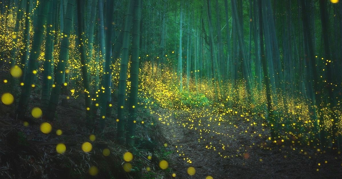 Magiczny, świetlny spektakl w japońskim lesie. To świetliki rozpoczęły swoje zaloty