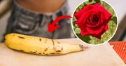 Metoda cud czy ogrodniczy mit? Oto prawda o rozmnażaniu róż w bananie