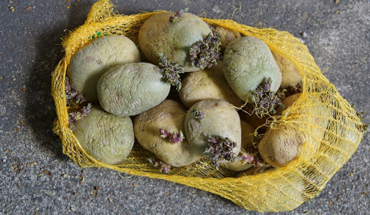 Zielone ziemniaki zawierają trującą solaninę - Pyszności; Fot. Adobe Stock