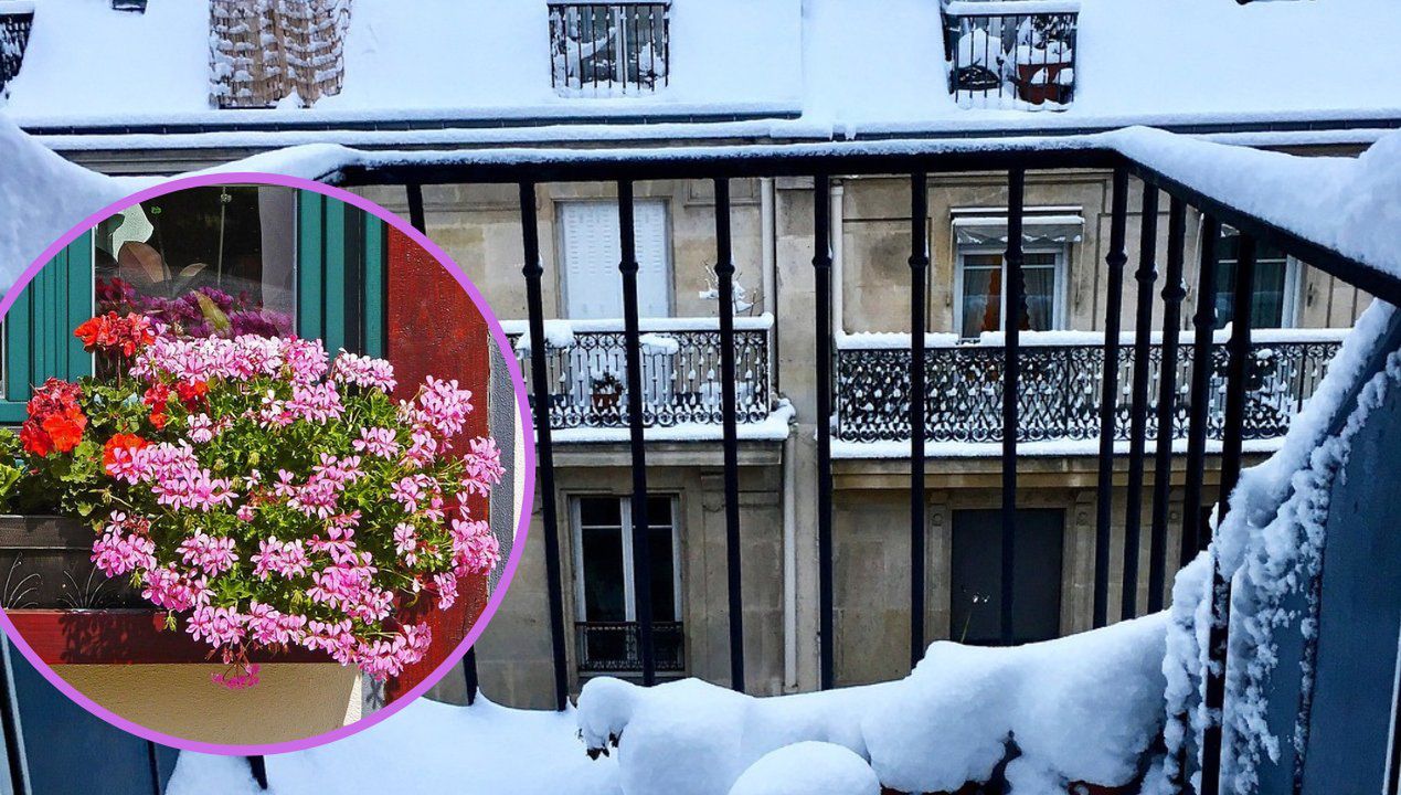 Nie wyrzucaj pelargonii do kosza. Przezimuj je w swoim domu i pozwól zakwitnąć na wiosnę