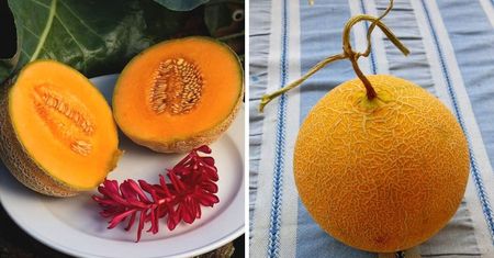 Najdroższy melon na świecie! Ile kosztuje i skąd tak wysoka cena? Gdzie kupić? Jaka to odmiana?
