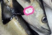 Czy Komisja Europejska zafunduje nam chorobę szalonych ryb?