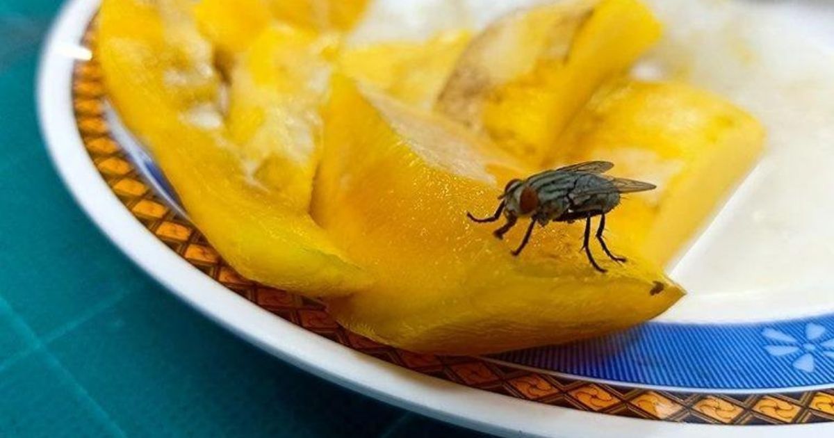 Obrzydliwa prawda - o tym co dzieje się, gdy mucha siada na Twoim jedzeniu