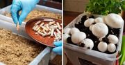 Nie trzeba już wstawać o świcie na grzyby! Można je wyhodować na własnym balkonie