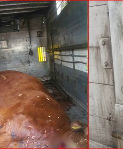 Człowiek gorszy od zwierzęcia. Transportował razem żywego cielaka i krowę, której... poderżnął gardło