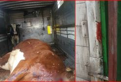 Człowiek gorszy od zwierzęcia. Transportował razem żywego cielaka i krowę, której... poderżnął gardło