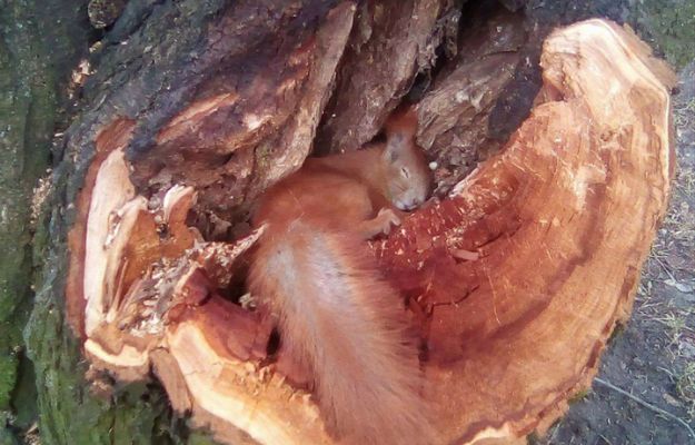Ta wiewiórka zginęła podczas wycinki drzew. Poruszające zdjęcie z warszawskiego parku