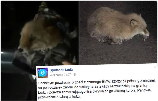 Łapki lisa przymarzły do drogi. "3 gości z BMW" uratowało zwierzaka przed zamarznięciem