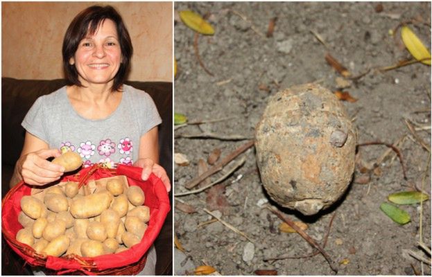 Niesamowite znalezisko w worku z ziemniakami. Myślała, że to kamień, ale kupiła... granat