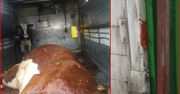 Człowiek gorszy od zwierzęcia. Transportował razem żywego cielaka i krowę, której... poderżnął gardło
