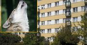 Wilki na osiedlu? To zasługa uciążliwego sąsiada