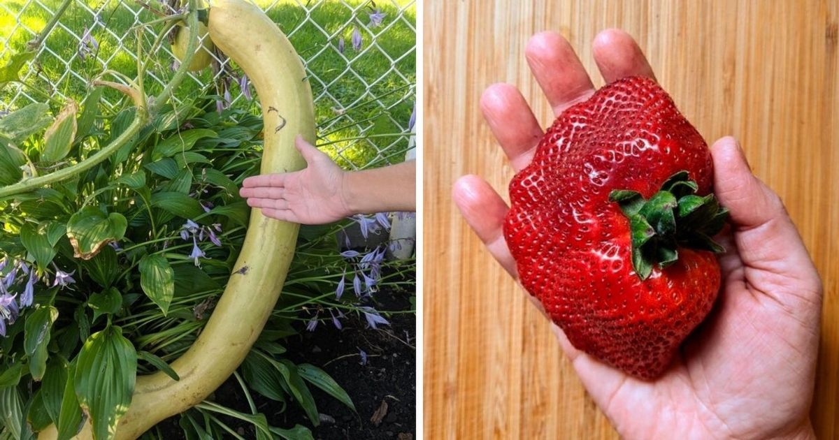 14 zdjęć warzyw i owoców, które  sprawią, że przetrzesz oczy ze zdumienia