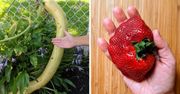 14 zdjęć warzyw i owoców, które  sprawią, że przetrzesz oczy ze zdumienia