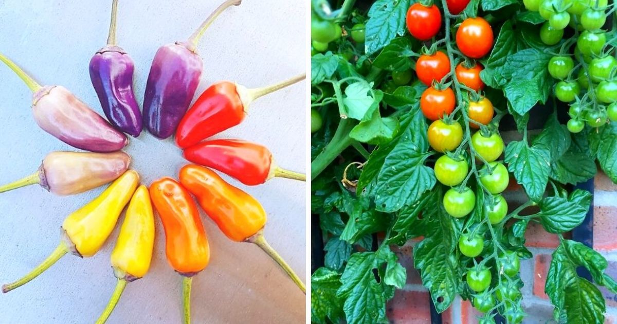 16 idealnych zdjęć owoców i warzyw, które ucieszą każdego perfekcjonistę