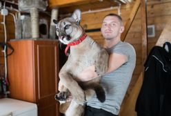 Weteran z Afganistanu ofiarą wiejskiej zawiści. Hoduje pumę i żyje jak dziki