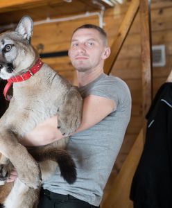 Weteran z Afganistanu ofiarą wiejskiej zawiści. Hoduje pumę i żyje jak dziki