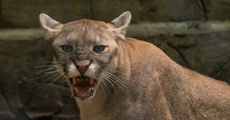 Puma zaczęła szarpać jej dziecko. W matkę wstąpiły nadludzkie siły
