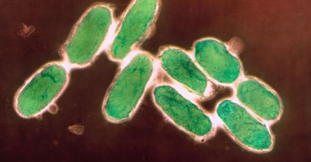Mongolia zapobiegła epidemii dżumy. Kwarantanna objęła turystów z Europy