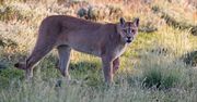Policja ostrzega: na południu Czech grasuje amerykańska puma