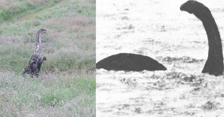Wyprowadzał psa na spacer. Twierdzi, że widział potwora z Loch Ness