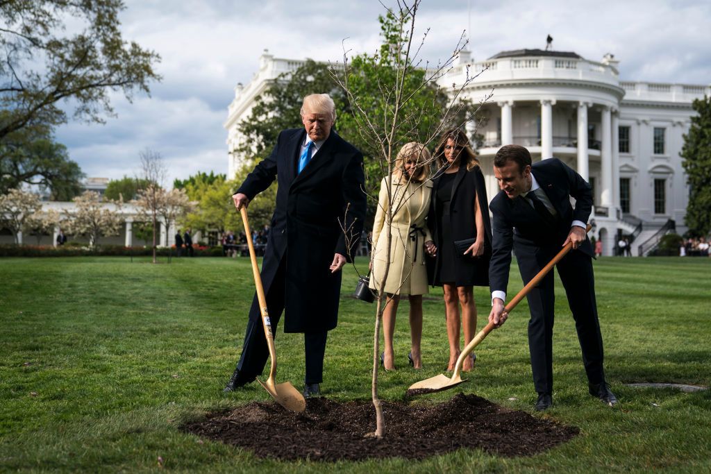 Było symbolem przyjaźni Trumpa z Macronem. Słynne drzewo zwiędło 