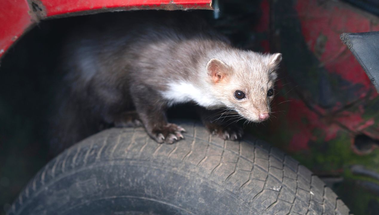 domowe sposoby na odstraszanie kuny fot. getty images