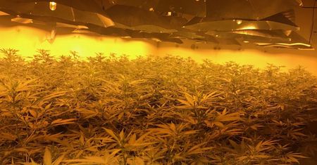Plantacja marihuany w bunkrze atomowym. Mieli niewolników