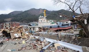 Zaskakujący efekt katastrofalnego tsunami. Milion zwierząt przeniosło się do USA