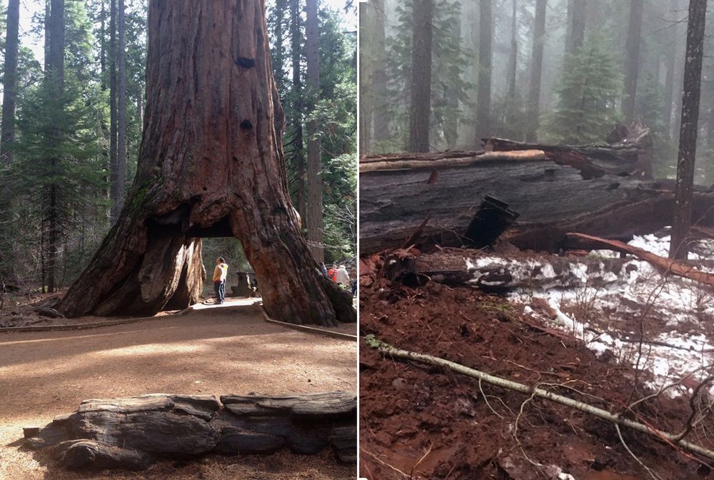 Najbardziej znane drzewo USA powalone przez burzę