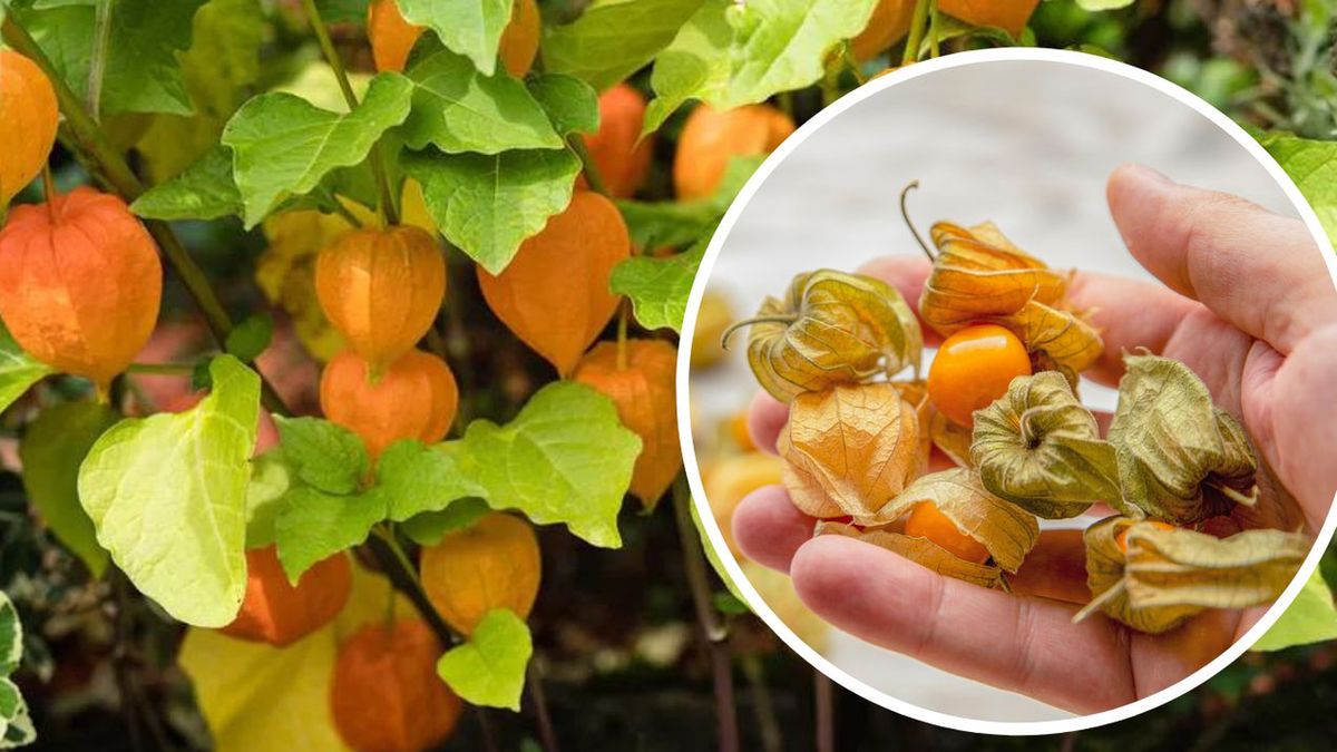 miechunka fot. getty images