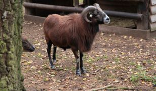 Szczecin. Barany błąkają się po ulicach miasta