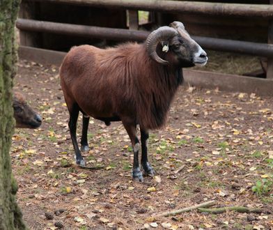 Szczecin. Barany błąkają się po ulicach miasta