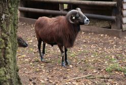 Szczecin. Barany błąkają się po ulicach miasta