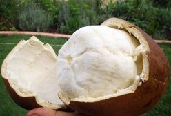 Masło cupuacu - co to jest i jak działa?
