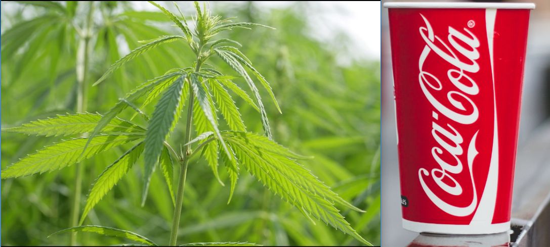 Coca-Cola chce stworzyć napój zawierający marihuanę