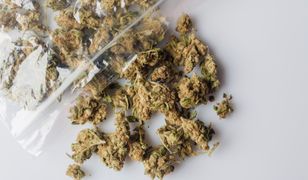 Olsztyn: CBŚP zlikwidowało magazyn marihuany