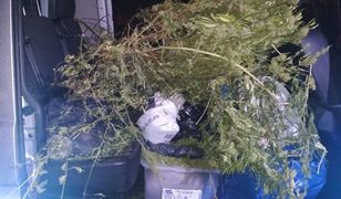 Warszawa. Miał prawie 13 kg marihuany. Usłyszał zarzuty