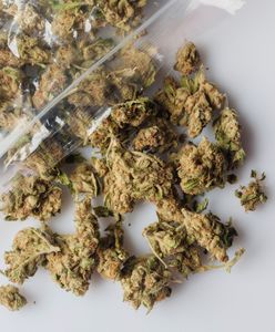 Olsztyn: CBŚP zlikwidowało magazyn marihuany