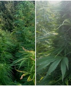 Zaskakujące odkrycie w parku narodowym. Znaleźli imponującą plantację marihuany