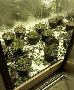 Marihuana rosła tuż przy stacji metra. Seria zatrzymań w stolicy