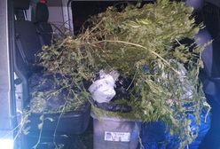 Warszawa. Miał prawie 13 kg marihuany. Usłyszał zarzuty