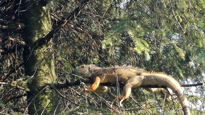 Iguana została bezpiecznie zdjęta z drzewa (fot: Bartłomiej Jarosz, OSP w Chełmie Śląskim)