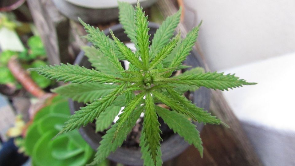 marihuana