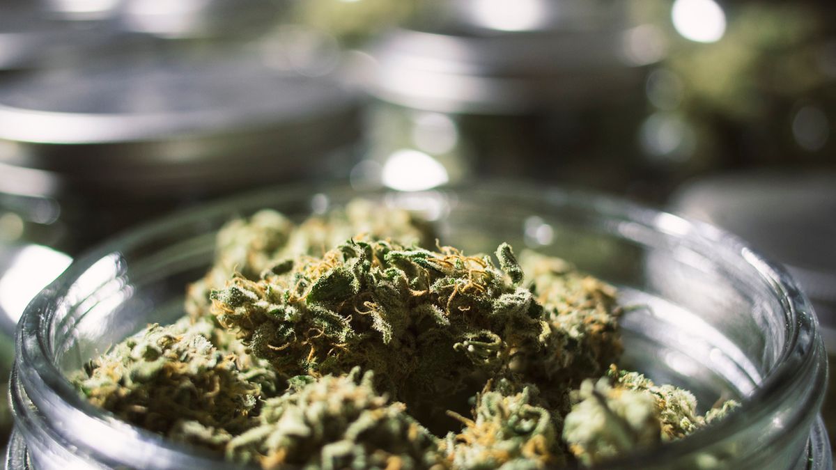 Medyczna marihuana na Polski rynek trafia z Kanady, gdzie jest hodowana, przez Niemcy, gdzie jest pakowana i wysyłana nad Wisłę