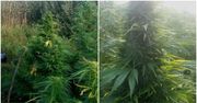 Zaskakujące odkrycie w parku narodowym. Znaleźli imponującą plantację marihuany