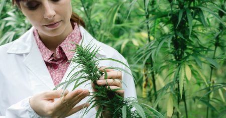 Medyczna marihuana na bóle menstruacyjne? W USA trwa debata