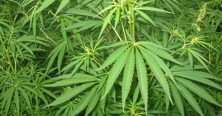 Kraj Klonowego Liścia legalizuje liście marihuany. Używka będzie dostępna w sklepach