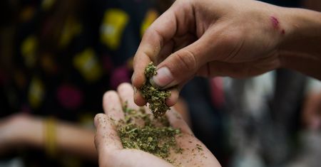 Medyczna marihuana wyprzedana w miesiąc
