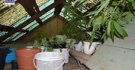 Wybrała się do domu letniskowego zmarłego ojca. Odkryła... plantację marihuany